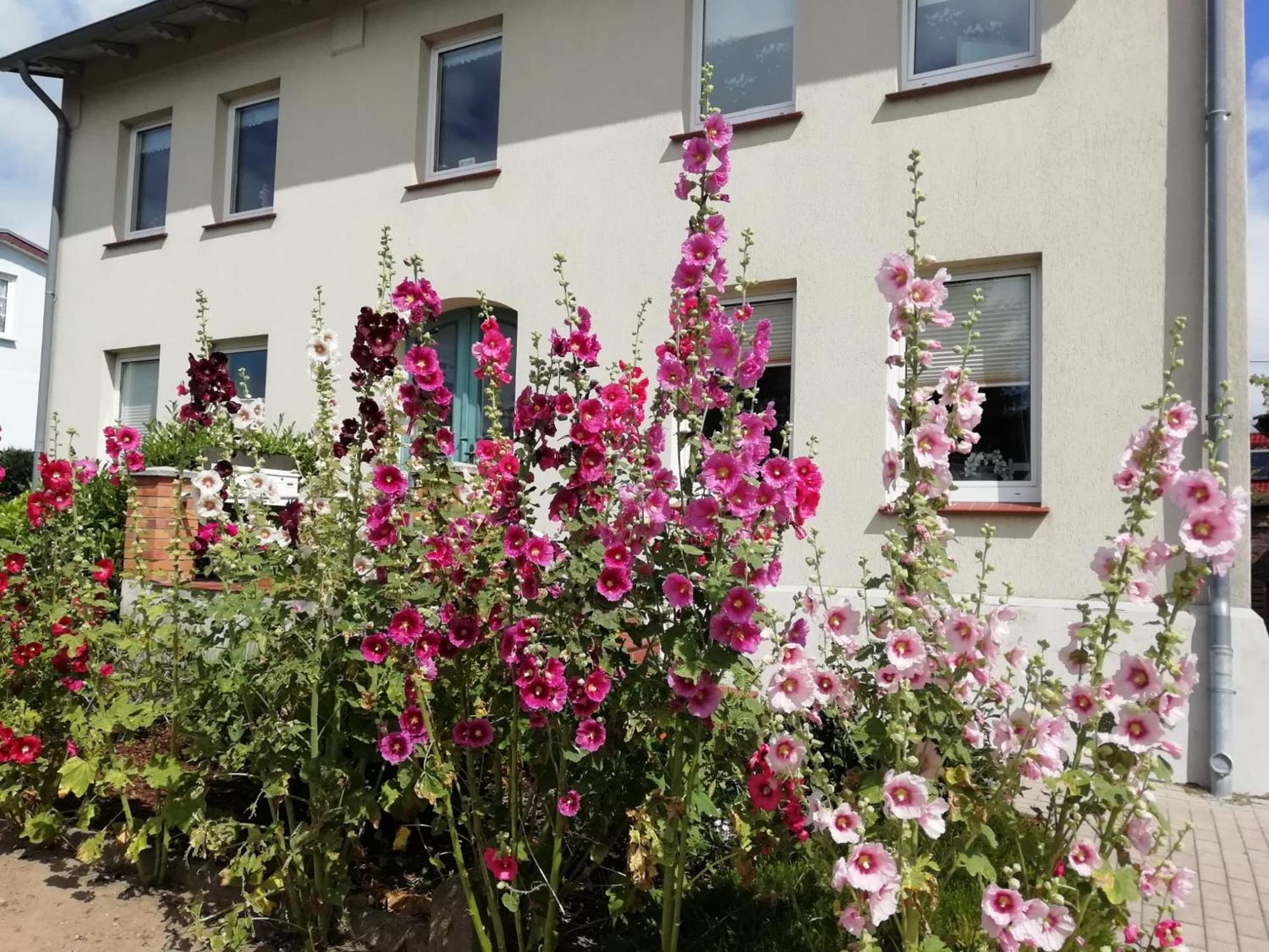 Ferienwohnung Admiral Ostseebad Kühlungsborn エクステリア 写真